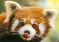 /album/animais%20em%20vias%20de%20extin%c3%a7%c3%a3o/panda-vermelho-jpg/